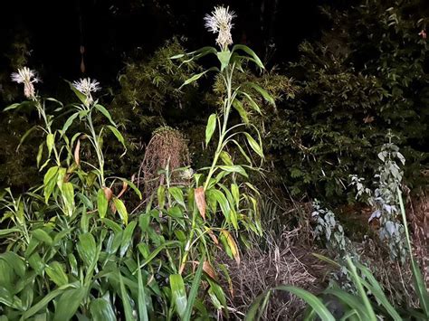 萬年青開花|萬年青20年首開花 4株各1朵蘊含事事如意？專家這麼。